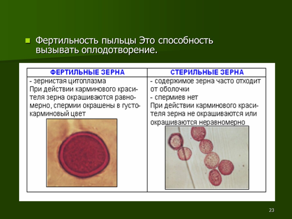 23 Фертильность пыльцы Это способность вызывать оплодотворение.